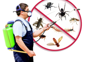 CONTROL OF RODENTS AND INSECTS